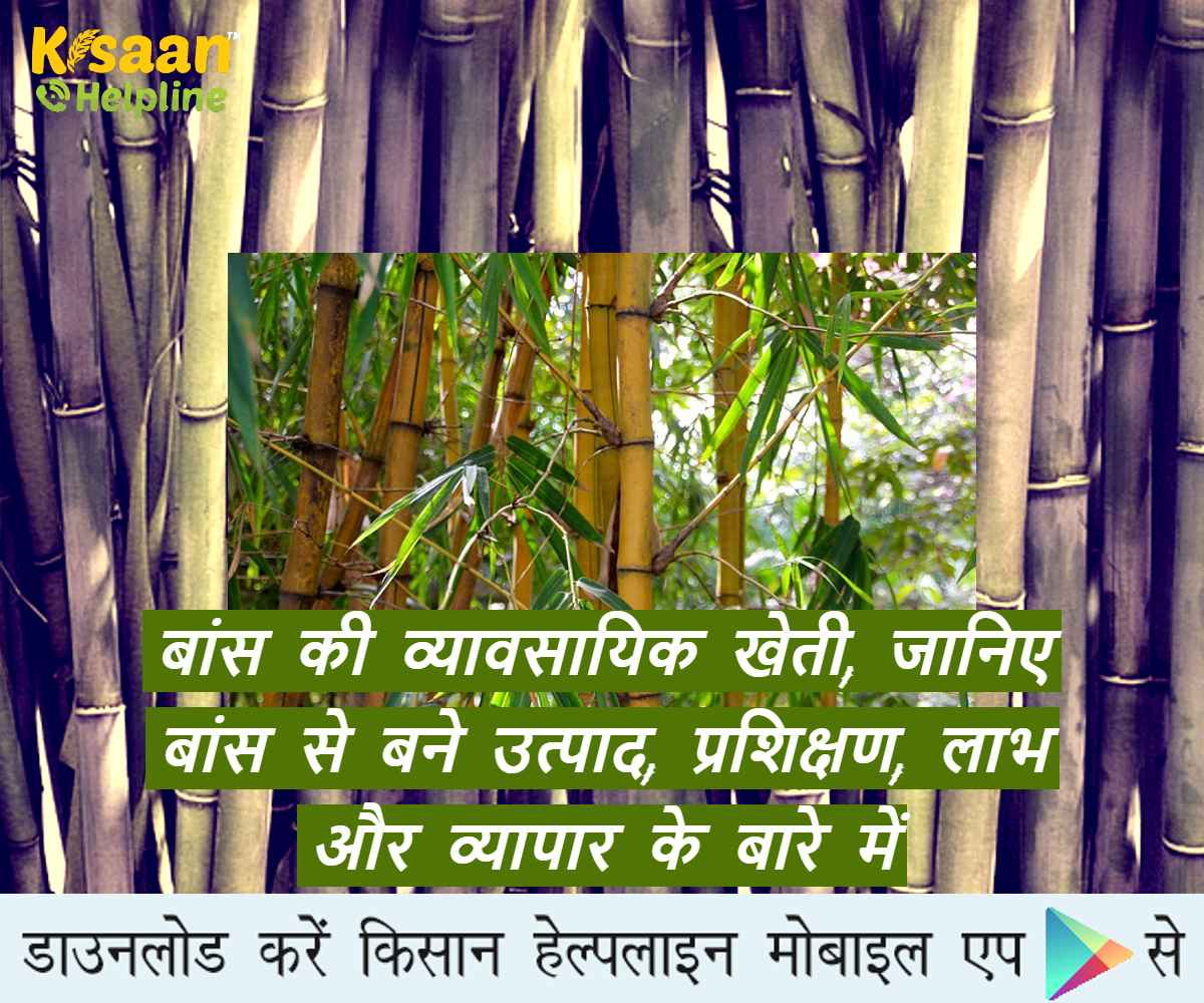 बांस की व्यावसायिक खेती, जानिए बांस से बने उत्पाद, प्रशिक्षण, लाभ और व्यापार के बारे में